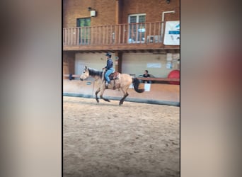 PRE Mix, Hengst, 3 Jahre, 160 cm, Falbe