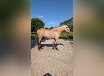 PRE, Hengst, 3 Jahre, 160 cm, Falbe