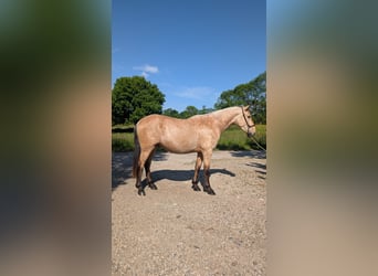 PRE, Hengst, 3 Jahre, 160 cm, Falbe