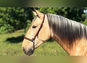 PRE Mix, Hengst, 3 Jahre, 160 cm, Falbe