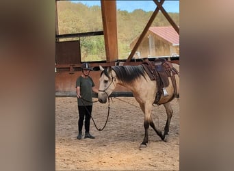 PRE Mix, Hengst, 3 Jahre, 160 cm, Falbe