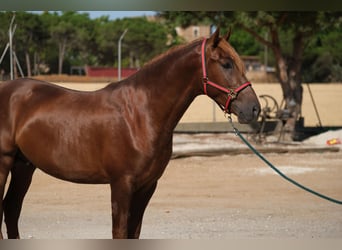 PRE Mix, Hengst, 3 Jahre, 160 cm, Fuchs