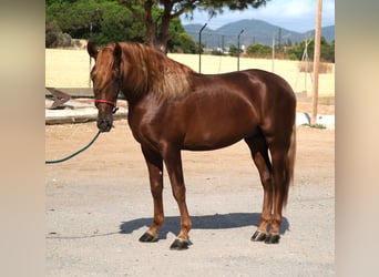 PRE Mix, Hengst, 3 Jahre, 160 cm, Fuchs
