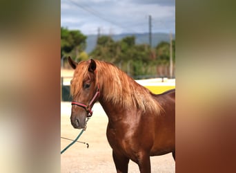 PRE Mix, Hengst, 3 Jahre, 160 cm, Fuchs