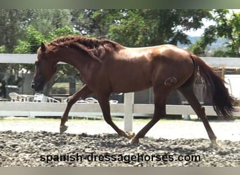 PRE Mix, Hengst, 3 Jahre, 160 cm, Fuchs