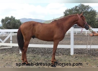 PRE Mix, Hengst, 3 Jahre, 160 cm, Fuchs