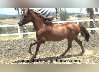PRE Mix, Hengst, 3 Jahre, 160 cm, Fuchs