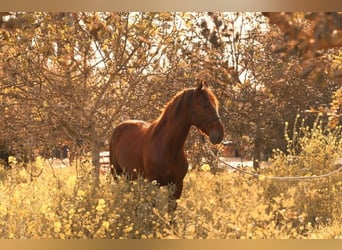 PRE, Hengst, 3 Jahre, 160 cm, Fuchs