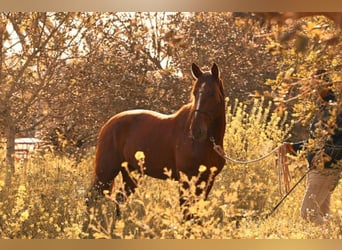 PRE, Hengst, 3 Jahre, 160 cm, Fuchs