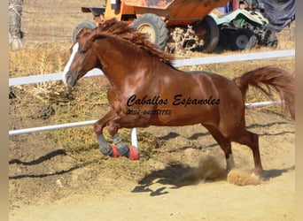 PRE, Hengst, 3 Jahre, 160 cm, Fuchs