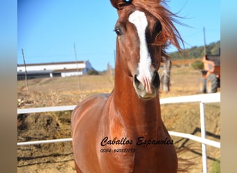 PRE, Hengst, 3 Jahre, 160 cm, Fuchs
