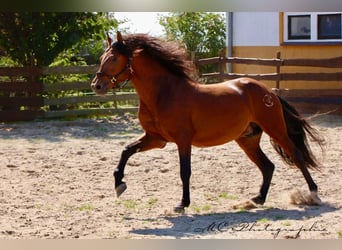 PRE Mix, Hengst, 3 Jahre, 160 cm, Hellbrauner