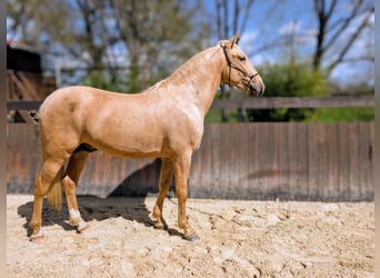 PRE Mix, Hengst, 3 Jahre, 160 cm, Palomino