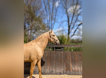PRE Mix, Hengst, 3 Jahre, 160 cm, Palomino