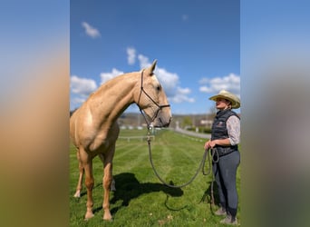 PRE, Hengst, 3 Jahre, 160 cm, Palomino