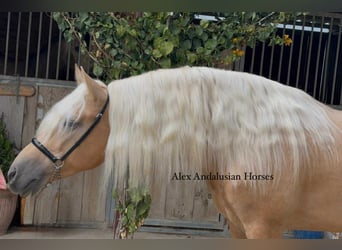 PRE Mix, Hengst, 3 Jahre, 160 cm, Palomino