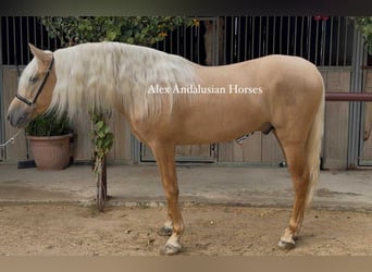 PRE Mix, Hengst, 3 Jahre, 160 cm, Palomino