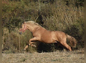 PRE, Hengst, 3 Jahre, 160 cm, Palomino