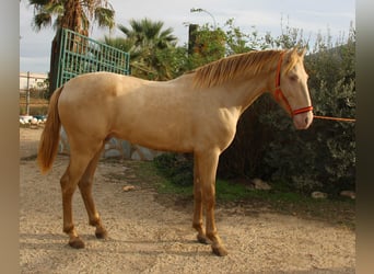 PRE, Hengst, 3 Jahre, 160 cm, Perlino