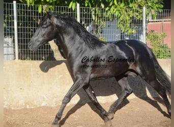 PRE Mix, Hengst, 3 Jahre, 160 cm, Rappe