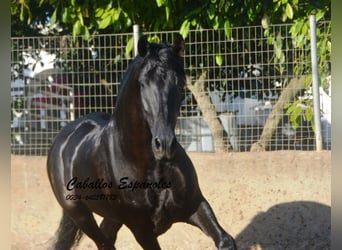 PRE Mix, Hengst, 3 Jahre, 160 cm, Rappe