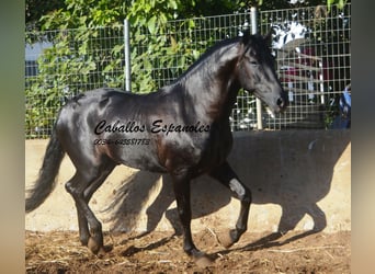 PRE Mix, Hengst, 3 Jahre, 160 cm, Rappe