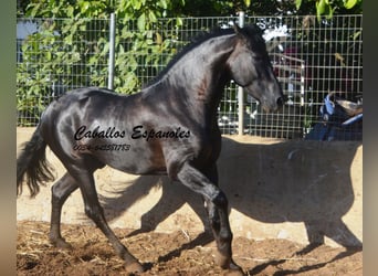 PRE Mix, Hengst, 3 Jahre, 160 cm, Rappe
