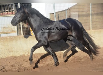 PRE Mix, Hengst, 3 Jahre, 160 cm, Rappe