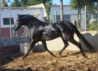 PRE Mix, Hengst, 3 Jahre, 160 cm, Rappe