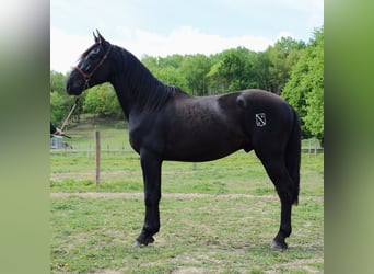 PRE, Hengst, 3 Jahre, 160 cm, Rappe