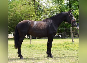 PRE, Hengst, 3 Jahre, 160 cm, Rappe