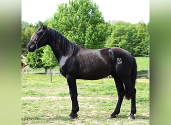 PRE, Hengst, 3 Jahre, 160 cm, Rappe