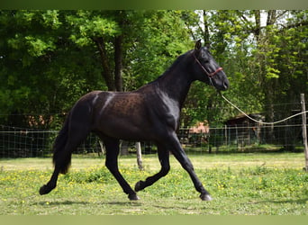 PRE, Hengst, 3 Jahre, 160 cm, Rappe