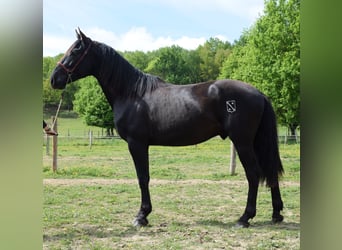 PRE, Hengst, 3 Jahre, 160 cm, Rappe