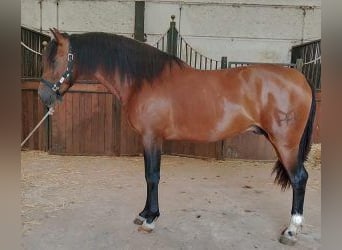 PRE Mix, Hengst, 3 Jahre, 160 cm, Rotbrauner