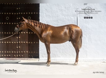 PRE, Hengst, 3 Jahre, 160 cm, Rotfuchs