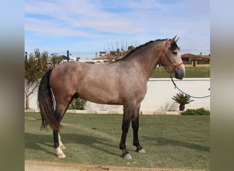 PRE, Hengst, 3 Jahre, 160 cm, Rotschimmel