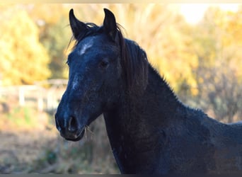 PRE Mix, Hengst, 3 Jahre, 160 cm, Schimmel