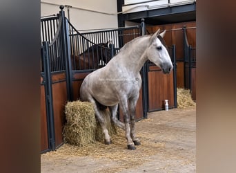 PRE Mix, Hengst, 3 Jahre, 160 cm, Schimmel