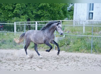 PRE Mix, Hengst, 3 Jahre, 160 cm, Schimmel