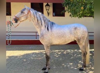 PRE Mix, Hengst, 3 Jahre, 160 cm, Schimmel