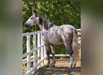 PRE Mix, Hengst, 3 Jahre, 160 cm, Schimmel
