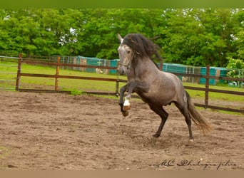 PRE, Hengst, 3 Jahre, 160 cm, Schimmel