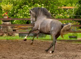 PRE, Hengst, 3 Jahre, 160 cm, Schimmel