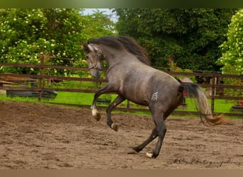 PRE, Hengst, 3 Jahre, 160 cm, Schimmel