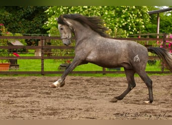 PRE, Hengst, 3 Jahre, 160 cm, Schimmel