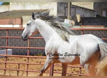 PRE Mix, Hengst, 3 Jahre, 160 cm, Schimmel PRE Mix, Hengst, 3 Jahre, 160 cm, Schimmel