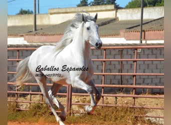 PRE Mix, Hengst, 3 Jahre, 160 cm, Schimmel PRE Mix, Hengst, 3 Jahre, 160 cm, Schimmel