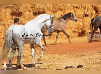 PRE Mix, Hengst, 3 Jahre, 160 cm, Schimmel PRE Mix, Hengst, 3 Jahre, 160 cm, Schimmel