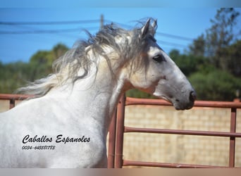 PRE Mix, Hengst, 3 Jahre, 160 cm, Schimmel PRE Mix, Hengst, 3 Jahre, 160 cm, Schimmel